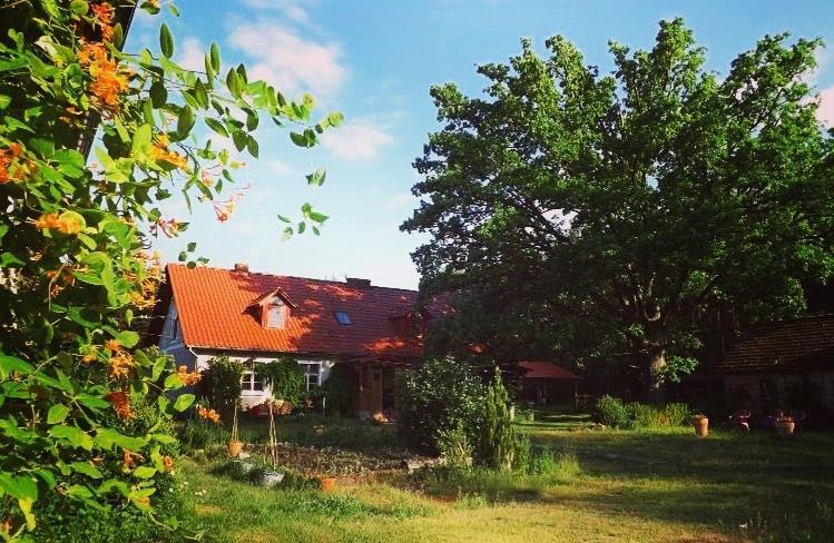 奇强卡Agro - Dom Wsrod Lasow的一座红色屋顶的房子和一棵树