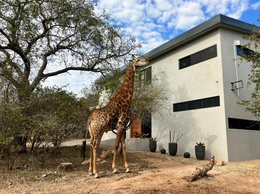 玛洛斯帕克Birdsong Kruger的长颈鹿站在建筑物前