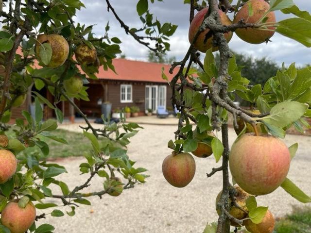 ToppesfieldWalnut Tree Cottage Barn的挂在树上的一束苹果