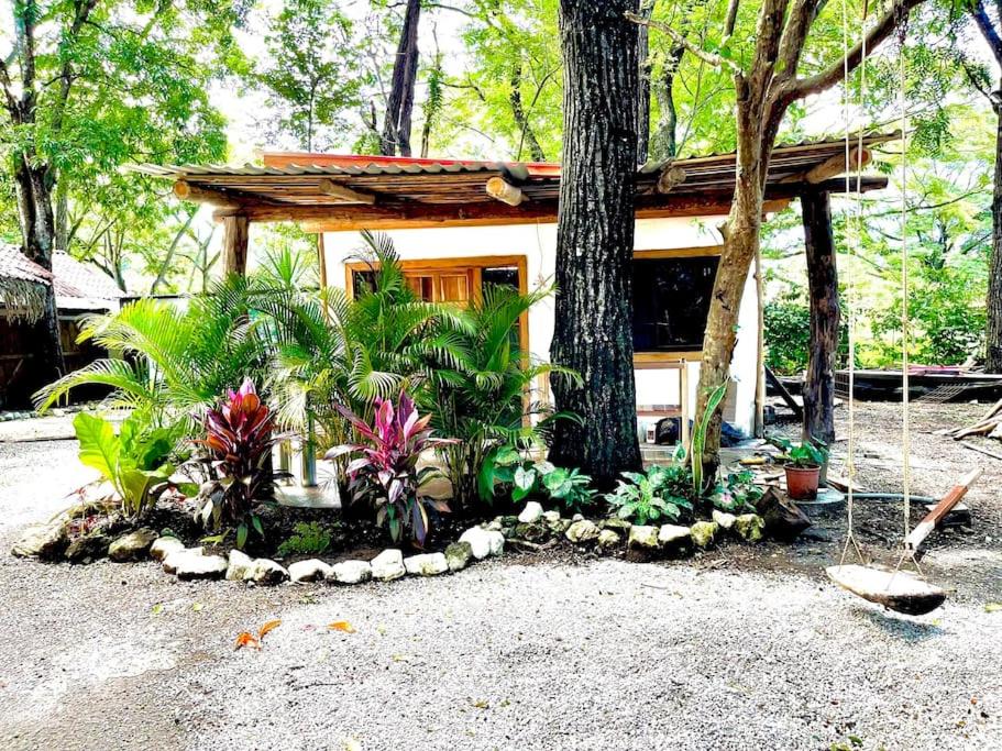 萨玛拉A Nature Lovers Paradise! - Iona Villas的树和一些植物的小房子