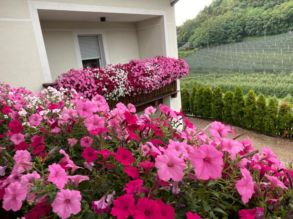 阿皮亚诺苏拉斯特拉达Garni San Paolo的房子前面的一束粉红色的花