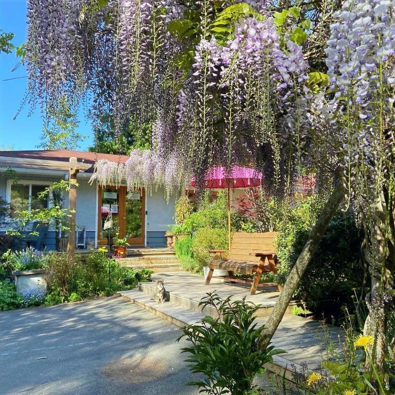甘奇斯紫藤宾馆的长凳和紫藤树的房子