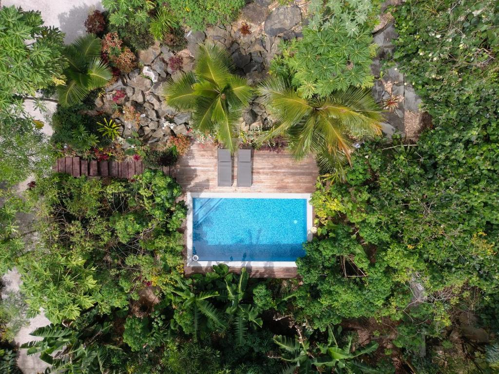 拉罗汤加Rainbow Villas的森林中游泳池的顶部景色