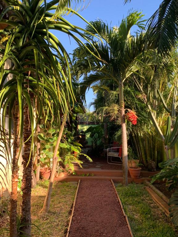 厄唐萨雷Le Dodo Salé的种有棕榈树和步道的花园