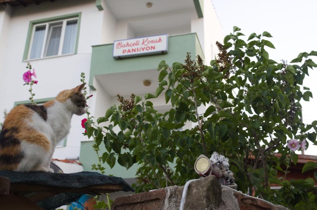 埃杰阿巴德Bahçeli Konak的坐在建筑物前墙上的猫