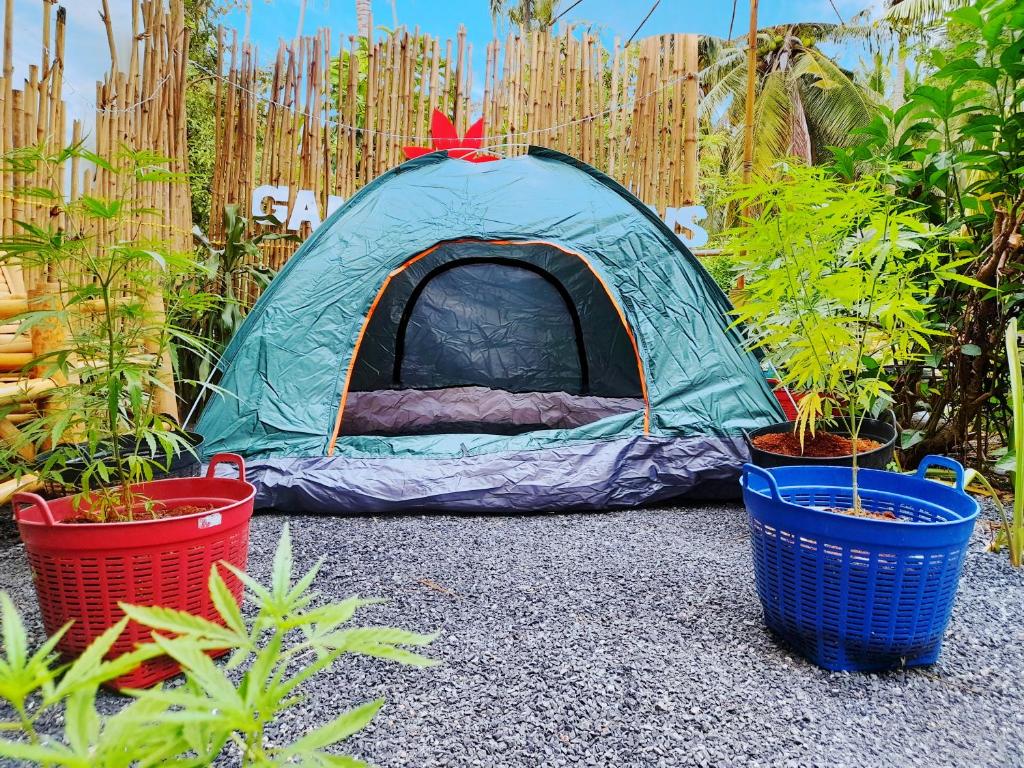Ban NuaGanja Gardens Camping的种植了盆栽植物的花园中的蓝色帐篷