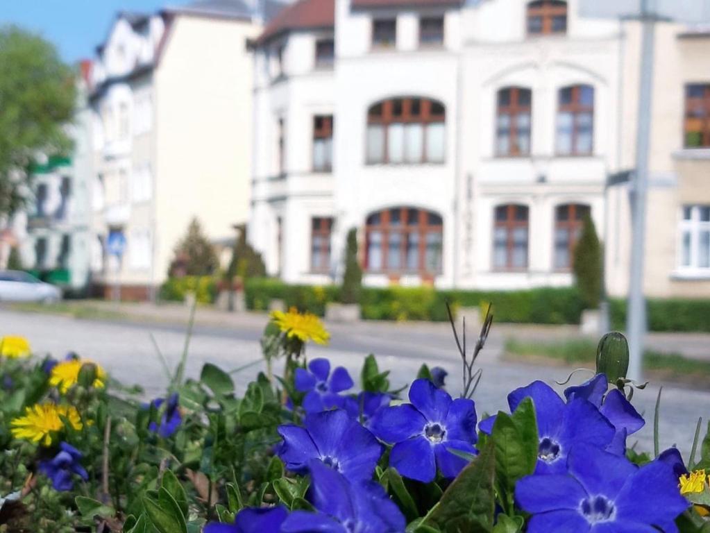 斯维诺乌伊希切Kamienica pod Kasztanami Świnoujście (Usedom Insel)的房子前面的一束蓝色花