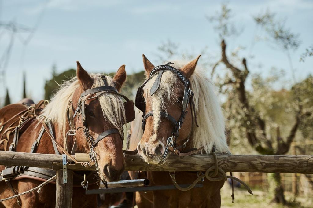 福利亚Agriturismo Gli Archi的两匹马正在看木栅栏