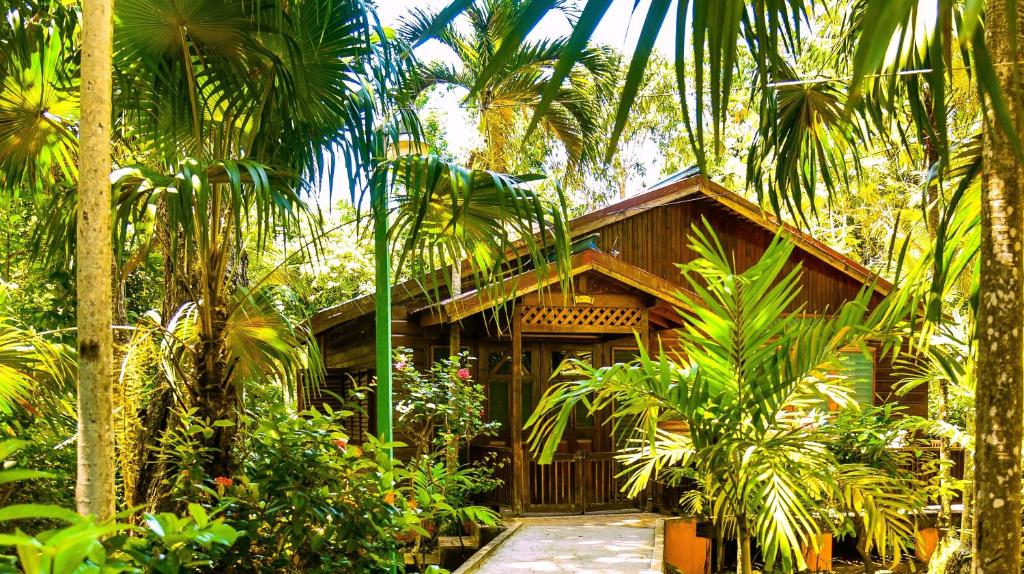 尼格瑞尔2号灯塔酒店的棕榈树森林中的房子