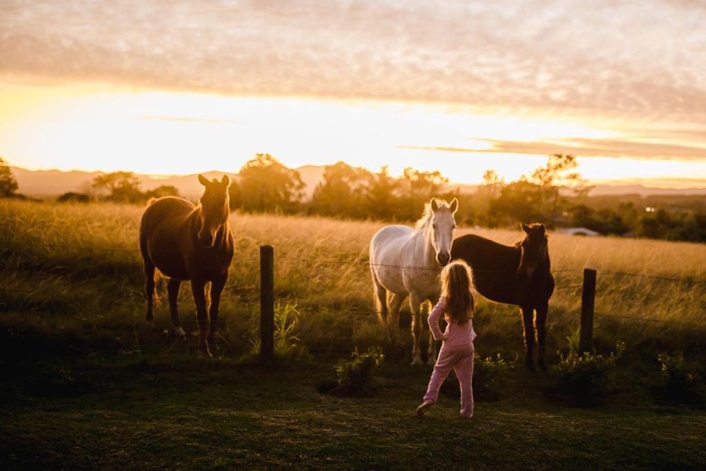 克尼斯纳Fernhill Guest Farm的看着田野里的马的小女孩