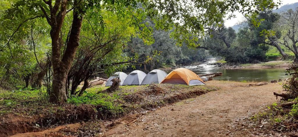 马迪凯里Coorg River Rock Camping的河岸边的一组帐篷