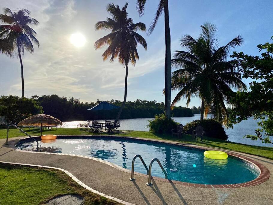 Toa BajaRelaxing Property with Stunning Views and Pool的一座游泳池,旁边是一座湖泊,种有棕榈树
