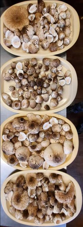 宾馆内部或周边提供的食物