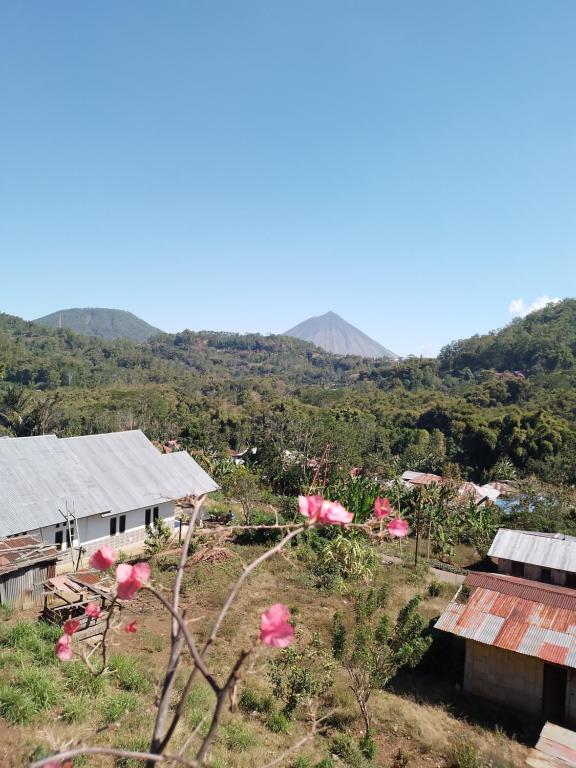 BajawaKristian Homestay的田野上粉红色花卉农场的景色