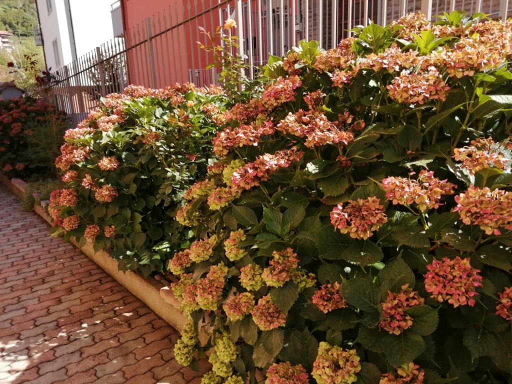 圣佩莱格里诺温泉Casa Marina的砖砌人行道上一大片花
