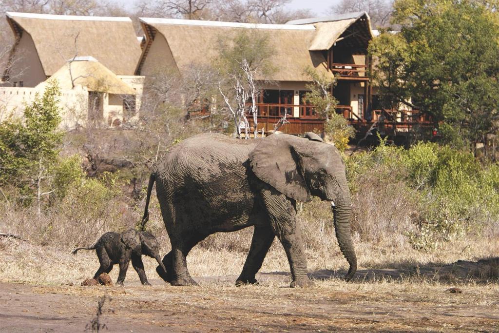 萨比沙禁猎区大象平原猎物酒店的一只小象在大象旁边行走