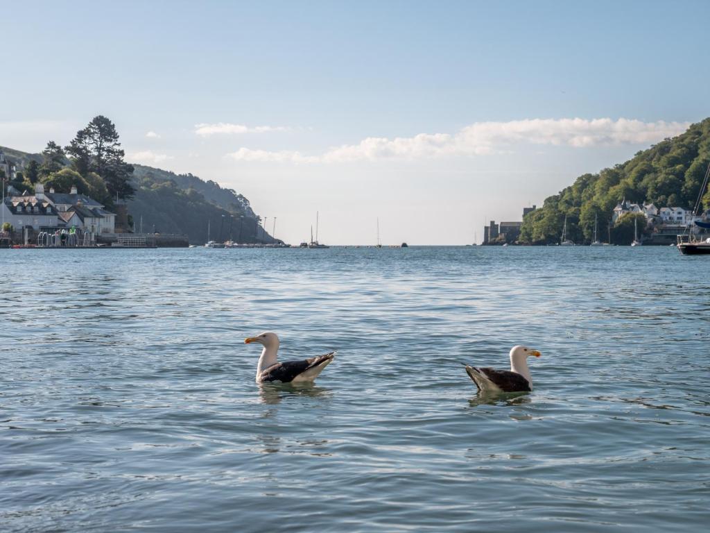 达特茅斯Waterfront House的两只鸭子在大水体中游泳