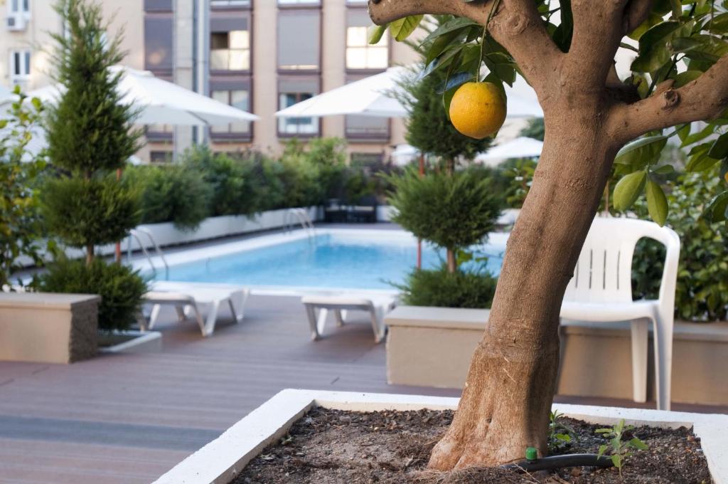 马德里胡安布拉沃公寓的悬在泳池旁的树上柠檬