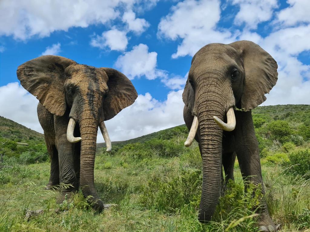 Boggomsbaai英达卢禁猎保护区木屋的两头大象在田野里彼此相邻