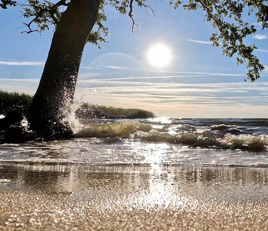 VogelsangFerienwohnung SEA的坐在海滩上的一棵树,与大海