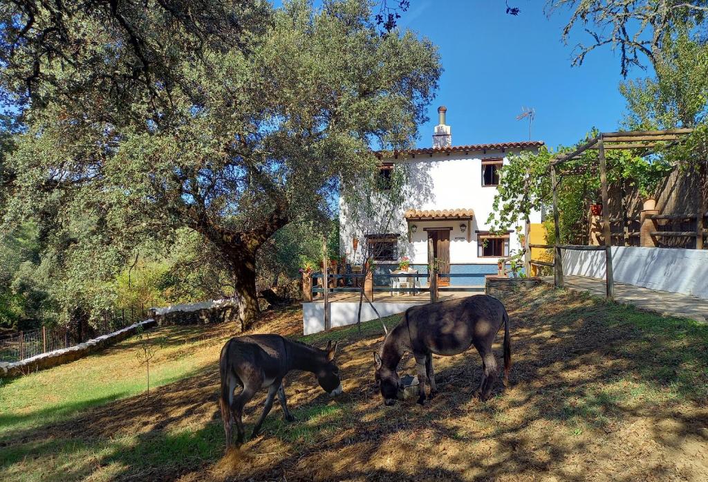 La Encina Casa Rural的两匹马在房子附近的草地上放牧