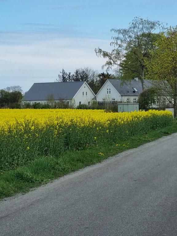 奥特鲁普Birkelund BnB的路旁的一片黄花