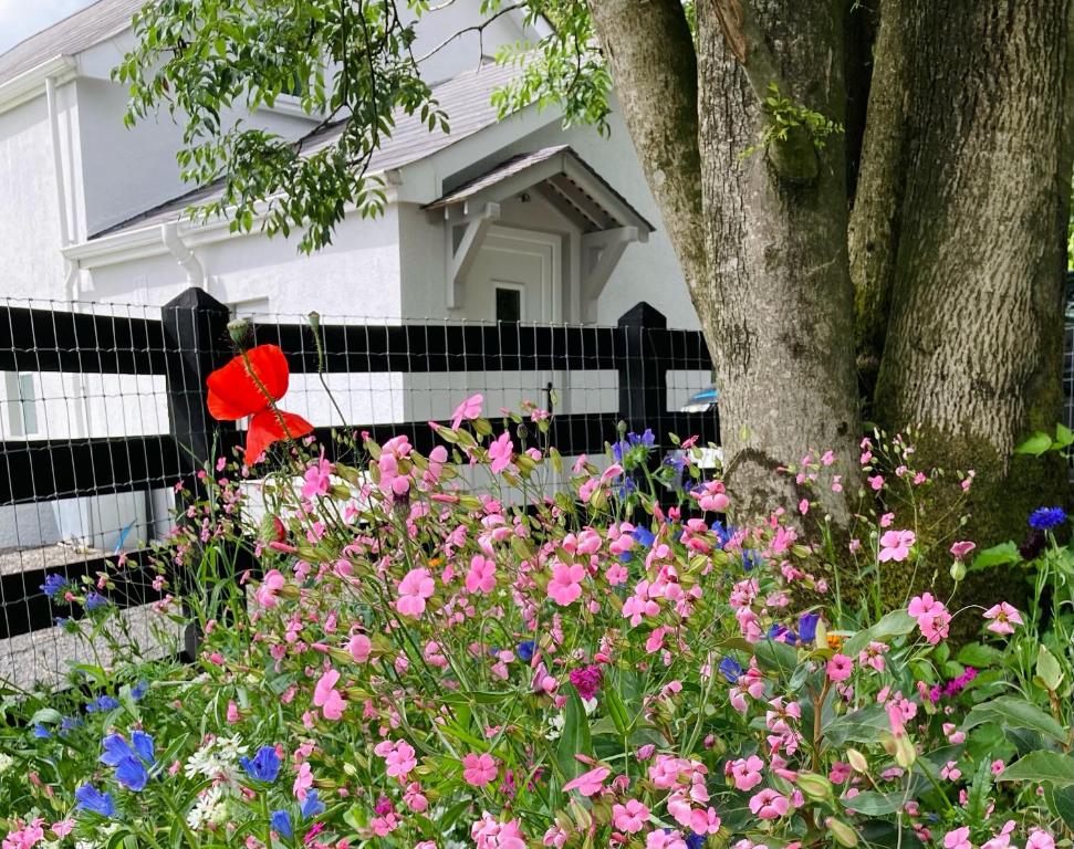 Beech Tree Cottage的一座房子前面的鲜花花园