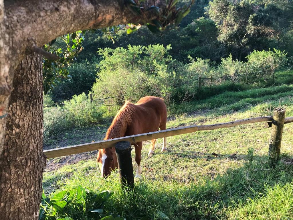 东伦敦Fiddlesticks Farm BnB or Self Catering Cottage的围栏旁的草丛中的马