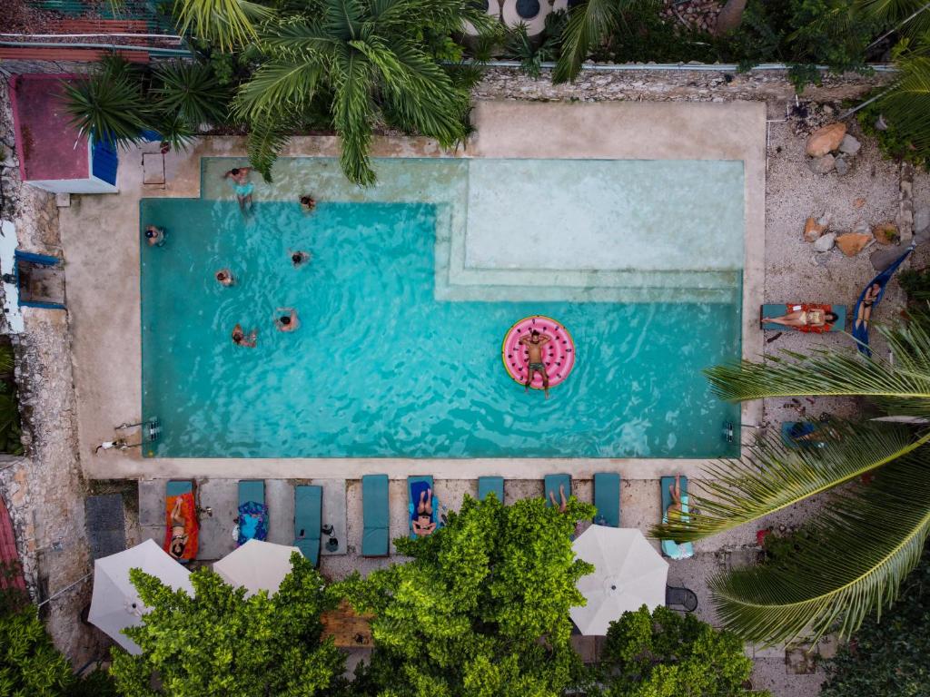 梅里达Che Nomadas Mérida Hostel Adults Only的游泳池的顶部景色,游泳池配有粉红色遮阳伞