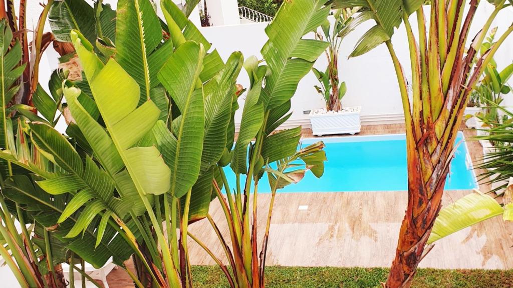 突尼斯Maison plain-pied avec piscine chauffée的池前的一组植物