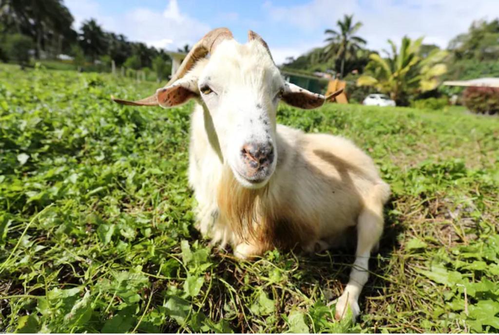 拉罗汤加JO's Farmstay-charming holiday farm close to famous Muri Beach的山羊躺在草地上