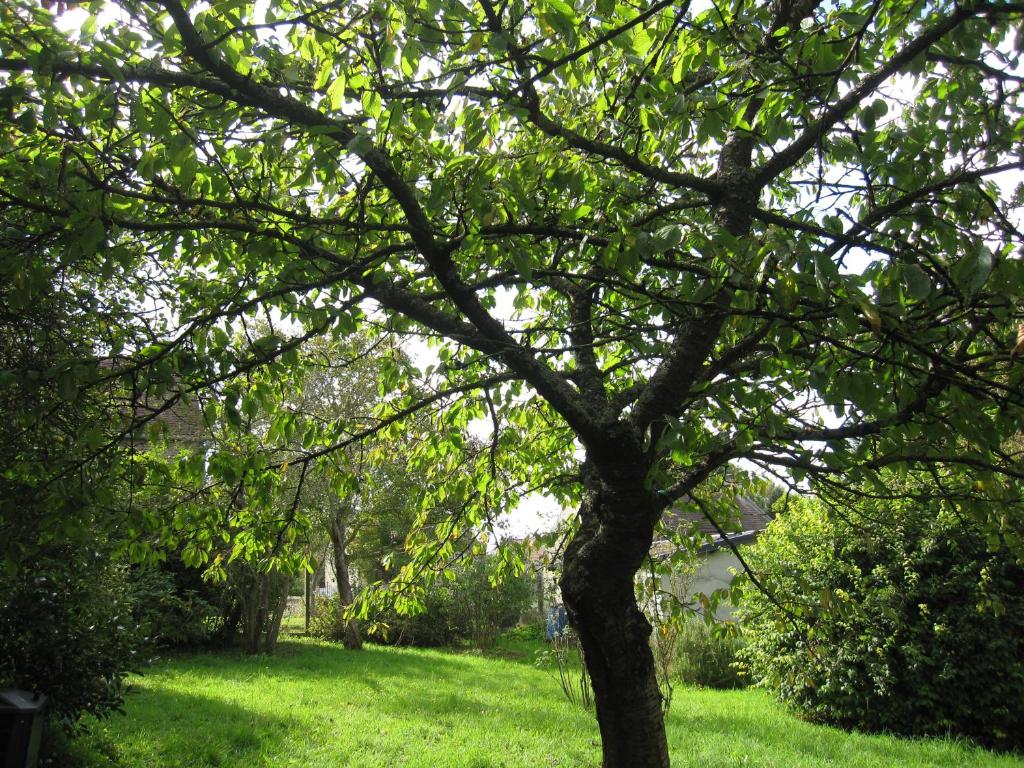 CaironMaison avec grand jardin pour 15 couchages en Normandie的绿草丛中的一棵树
