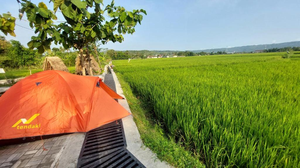 ImogiriDesa Wisata Bendo Exotic Camp的坐在稻田旁边的橘子伞