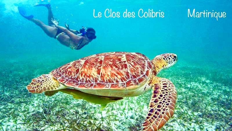 勒卡尔贝LODGE COLIBRIS vue panoramique mer et montagne pelée , 500 m plage dans un parc , Calme assuré Idéal pour découvrir le nord Caraïbes的海龟旁边游泳的人