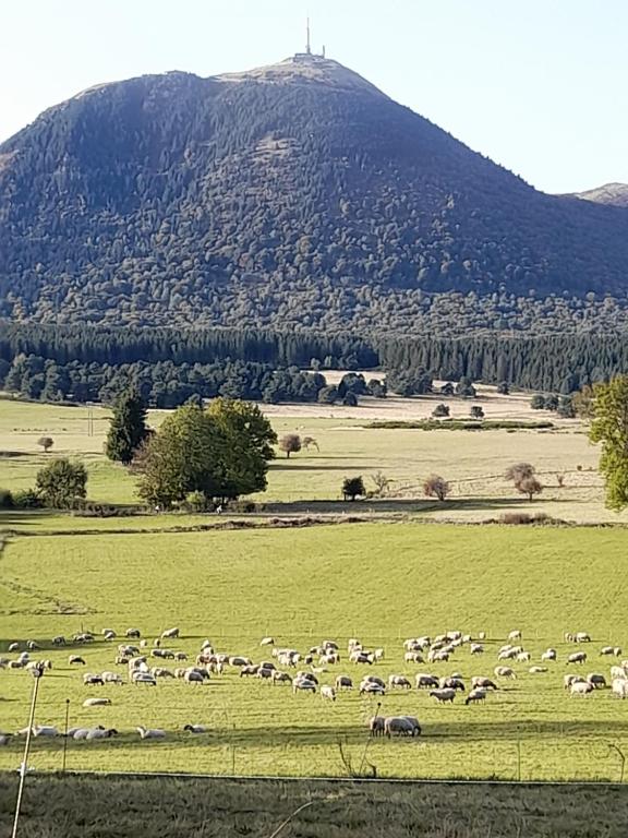 Saint-Genès-ChampanelleA 5 mns du Puy de Dôme avec Vue imprenable Studio rez de jardin 24m2 neuf à Laschamps的一群动物在山地的田野上放牧