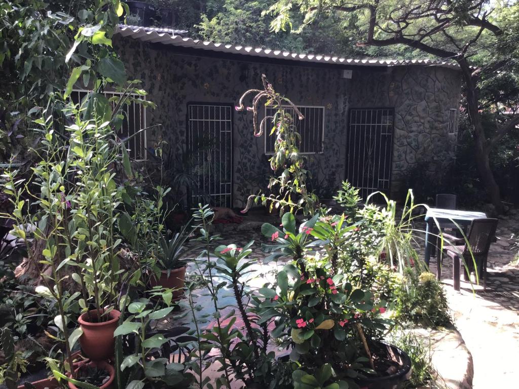 塔甘加Casa Bella的一座花园,在一座建筑前种植了植物