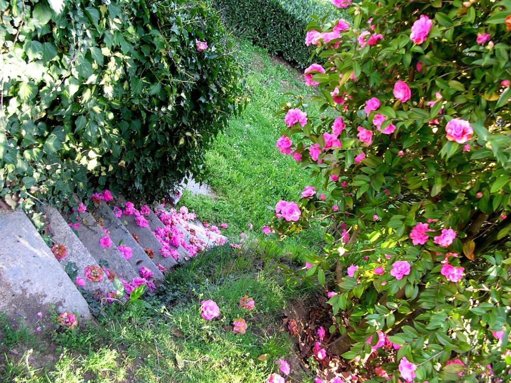 比耶拉Guest house Cascina Belsito的长凳旁种有粉红色花的花园