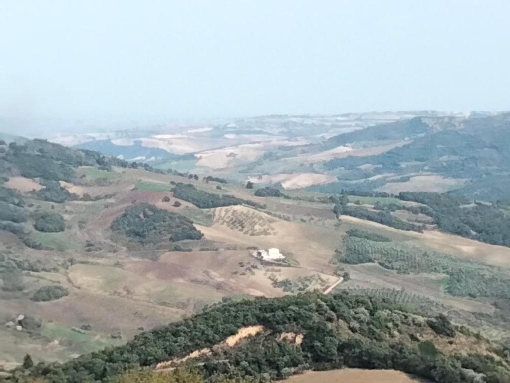 Panorama的树木田野的空中景观