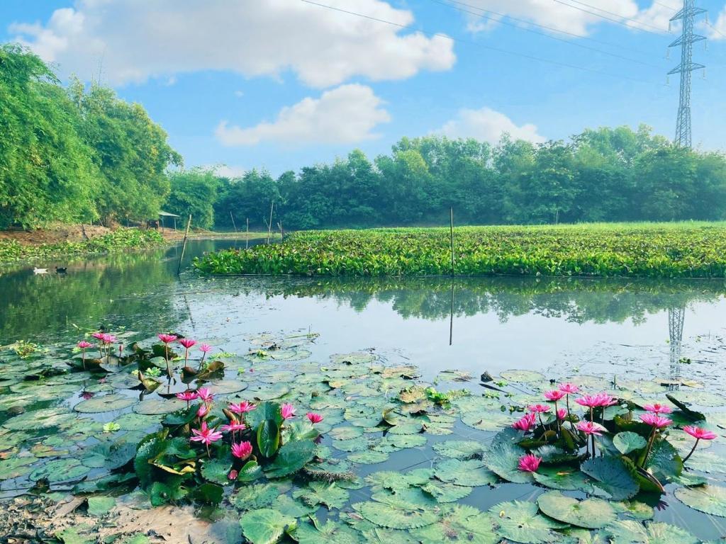 胡志明市Cu Chi Boutique Farmstay的满是百合花和粉红色花的池塘