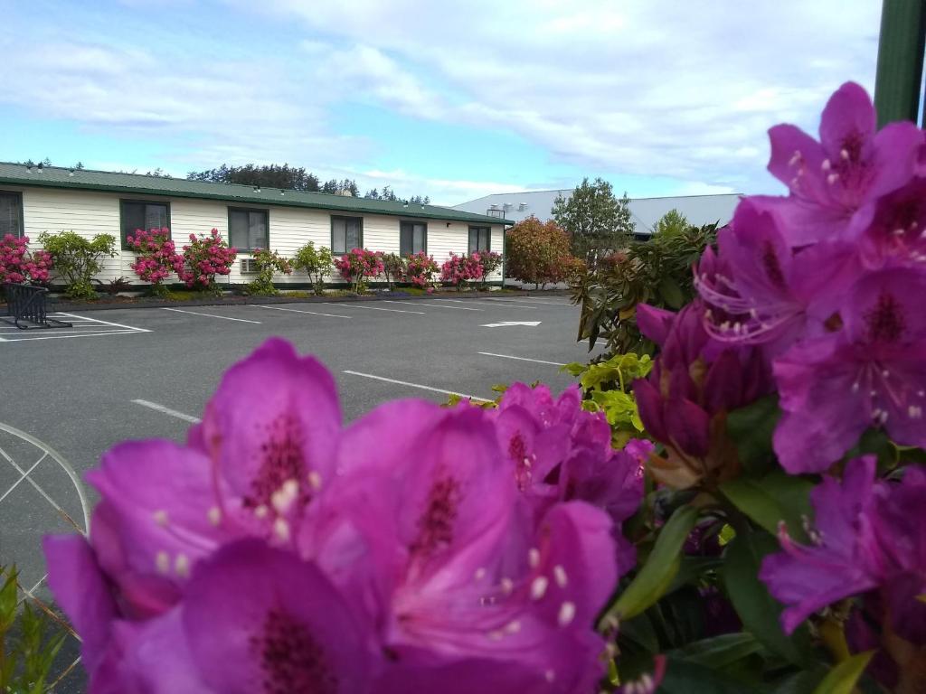 星期五港虎鲸旅馆的停车场前的一大束紫色花