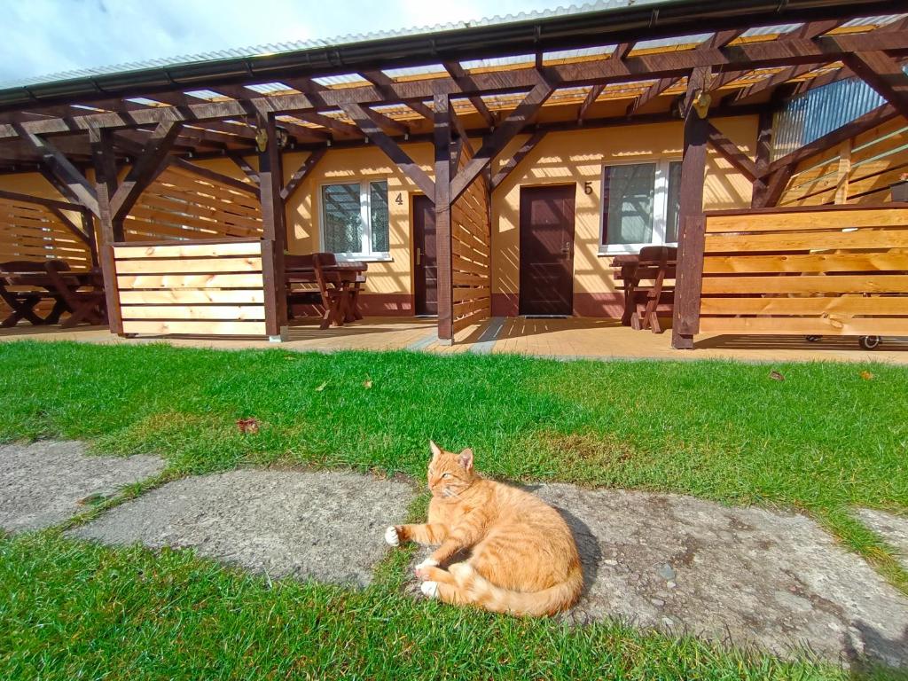什切齐内克Agroturystyka Alex的一只猫坐在小屋前的草上