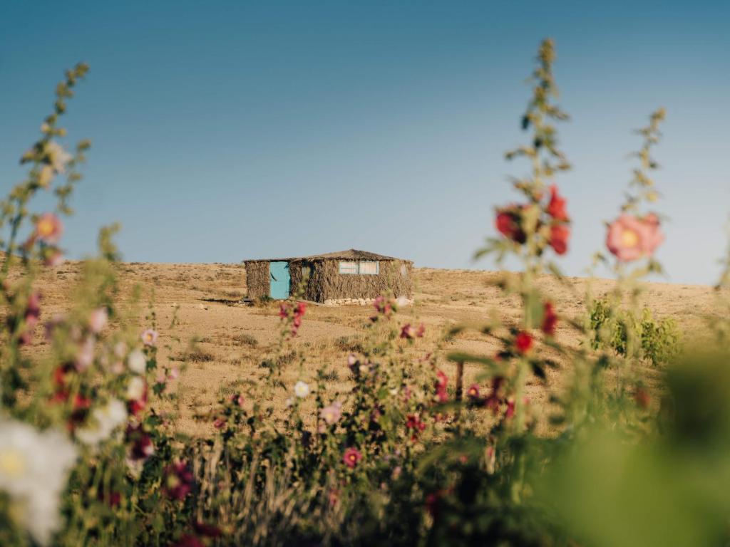 米茨佩·拉蒙萨卡沙漠旅舍的花田,有房子在后面
