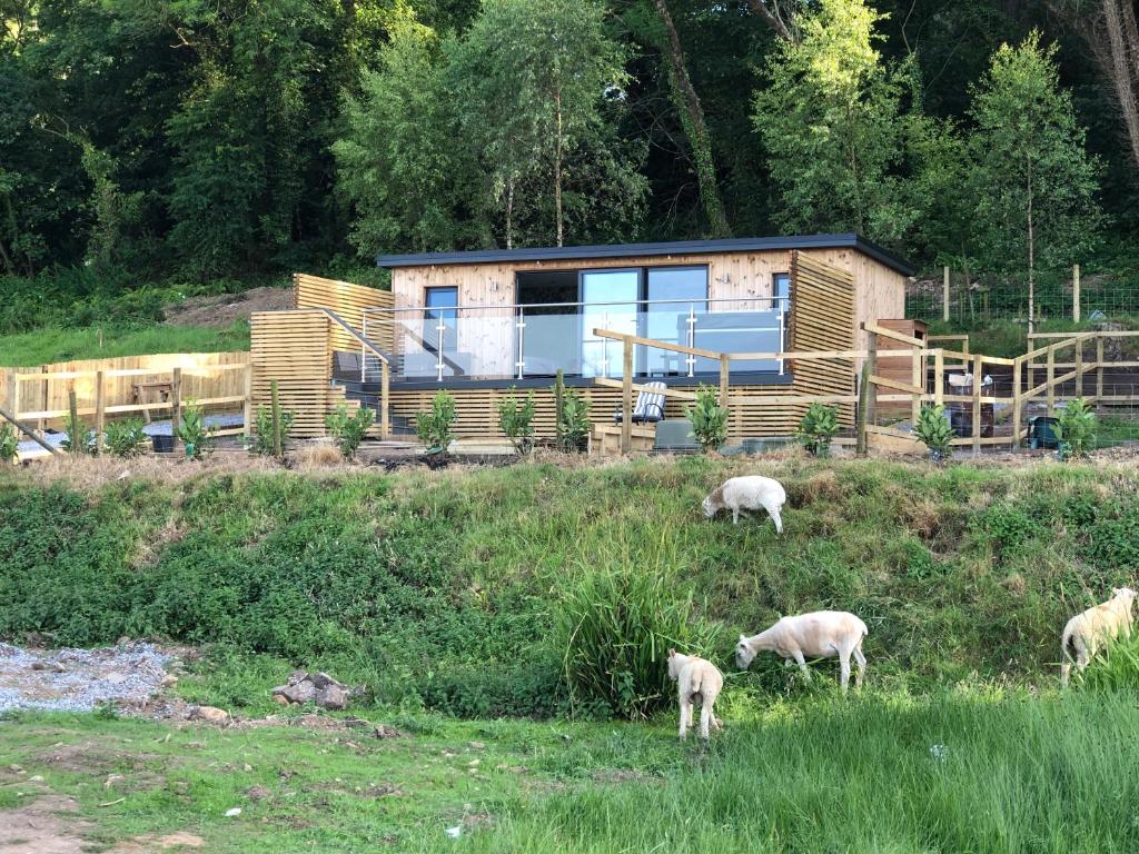 斯旺西The Caswell bay hide out的一群羊在房子前面放牧