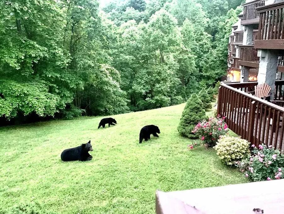 加特林堡VIEWS & POOL - Minutes to Gburg and Ober - Condo的三个黑熊躺在院子里的草地上