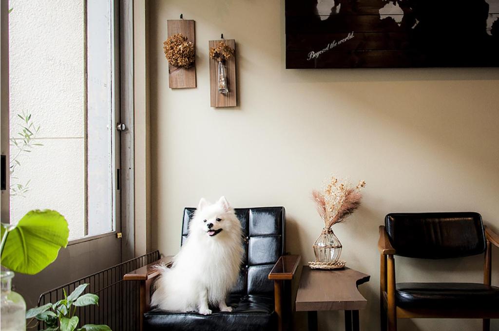 京都Suzuki Guesthouse的坐在椅子上的白色狗