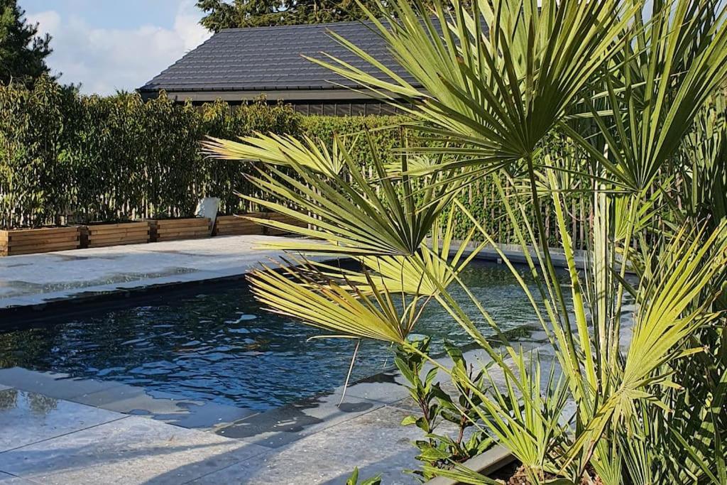 SartMaison typique privée - Sart Lez Spa - PINE COTTAGE- charme piscine的游泳池前的棕榈树