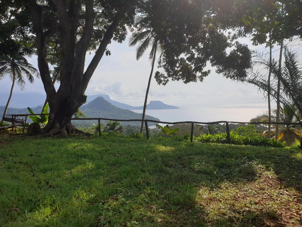 Santo AntónioWorld's View Wild Camping Salaszoi, Principe Island的草上一棵树,享有海景