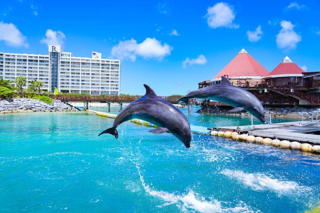 恩纳冲绳万丽度假酒店的两个海豚在度假村的水中跳水