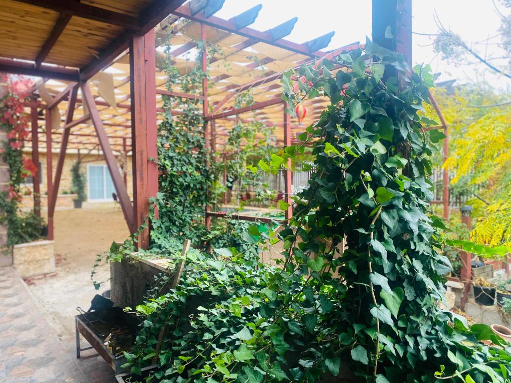 阿杰隆Green house的充满绿色植物的温室