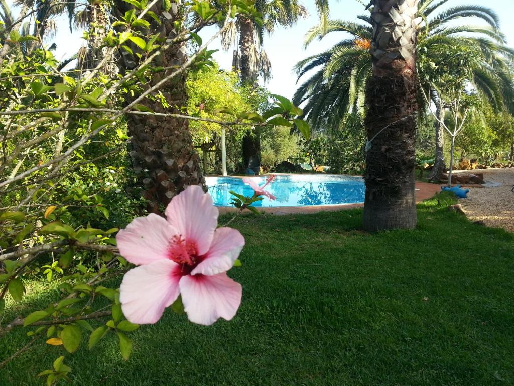 圣特奥托纽Quinta do Paraiso的游泳池旁灌木丛上的粉红色花朵